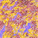 African Spring and the Weeping Willow