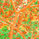 Fiji Flame Tree Canopy (afternoon)