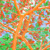 Fiji Flame Tree Canopy (morning)