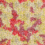 NY Cheetah Eats Strawberry Jam