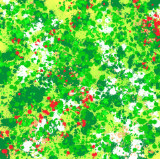 Flowering Tree Canopy